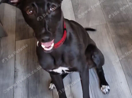Lurcher