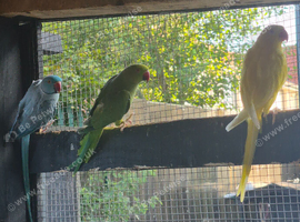 Breeding pair of Ringneck