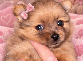 Rare! Merle Pomeranian puppies