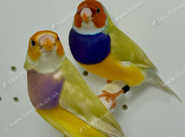 Beautiful pair of yellow Gouldian finches