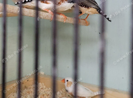 Zebra finch for sale