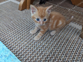 Baby kitten