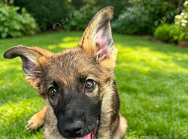 Working line pup
