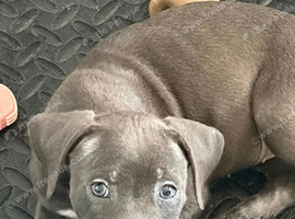 Cane corso/ blue staff cross