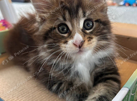 Beautiful Maine Coon Kittens