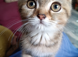 British shorthair kittens for sale. Fully vaccinated, ready now