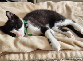 black and white kitten