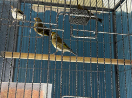 Goldfinch mule Glasgow