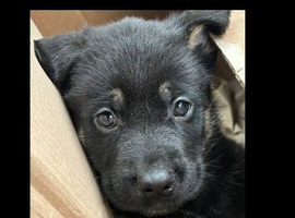German shepherd puppy's due soon & looking for forever homes