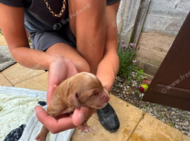Cocker Spaniel Puppies for Sale