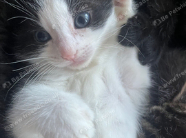 Half rag doll kittens