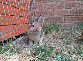 Bunny for sale