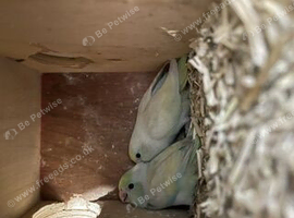 ive got 1  un sexed baby parrotlets possibly a male