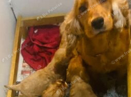 lyncham cocker spaniels