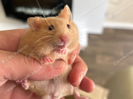 Syrian Hamster Baby Boys - Ready Now