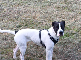 Presa Canario x American bulldog