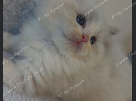Female Ragdoll