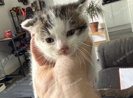 Kitten for a good home