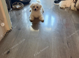 Maltipoo