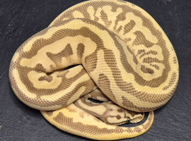 Various Ball Pythons