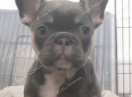 Female French bulldog