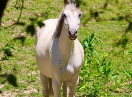 Stunning 13hh 12 year old mare