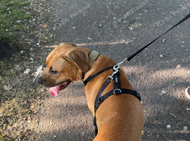 Beautiful 8 month old Cane Corso looking for his forever home