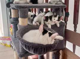 Long ears black and white pink nose kittens