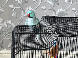 RARE BLUE INDIAN RINGNECK PARROT