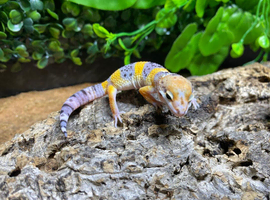 Purple Head Tangerine Leopard Gecko at Birmingham Reptiles