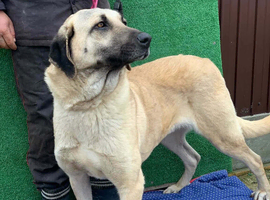 Urgent rehoming - phoenix