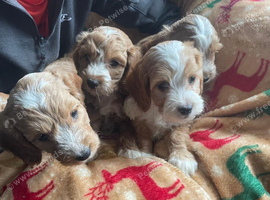 Beautiful cockerpoo puppies
