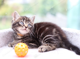 3 Beautiful Kittens ready NOW