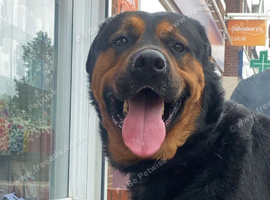 Beautiful Rottweiler Axel