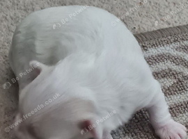 EXQUISITE FIVE-STAR TOY MINIATURE KOREAN MALTESE MALE PUPPY