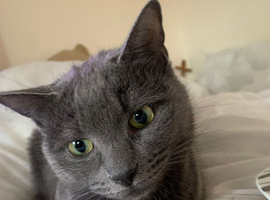 Russian blue cat