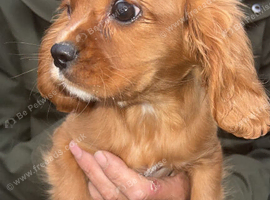 Cavalier King Charles