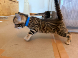 Bengal Kitten