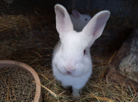 1 x New Zealand White buck, available 9th onwards