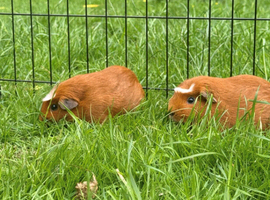 Pair of female twin guinea pigs