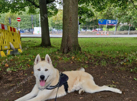 Heavily Akita Leaned Cross Husky