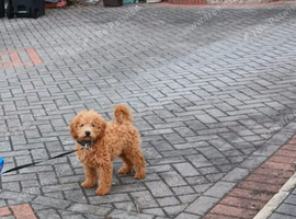 Beautiful cavapoo puppy