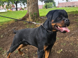 Rottweiler bitch