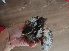 1 week old coturnix quail chicks
