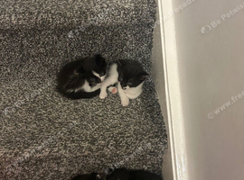 Lovely small black and white short haired kitten