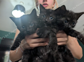 Maine Coon Cross kittens