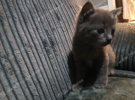 Fully grey kitten 8weeks old