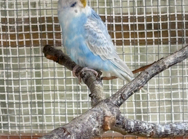 Blue baby budgie hen