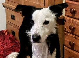 Proven Border Collie Stud &ndash; &ldquo;Teddy&rdquo; (3 Years Old)