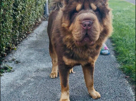 Full choc and tan bear coat Simba